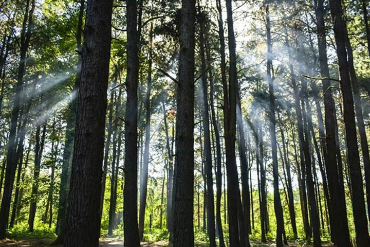 Forest near Gisom beach - Photo by Reza Arabi