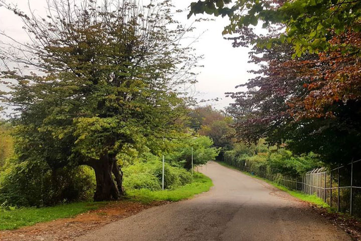 Sights of Talesh - Black Forest Park