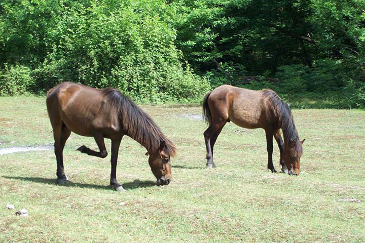 Attractions Talesh - Grazing horses in the beautiful forest of Gisum