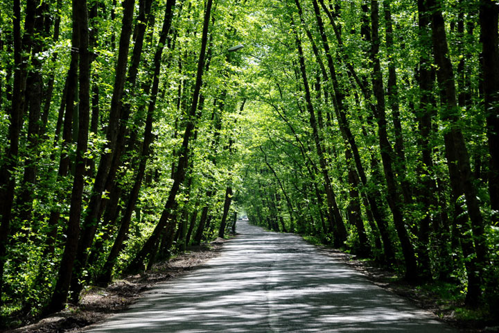 Sights of Talesh - Gisum Forest