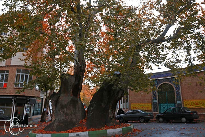 Two-thousand-year-old sycamore sycamore - neighborhood sights