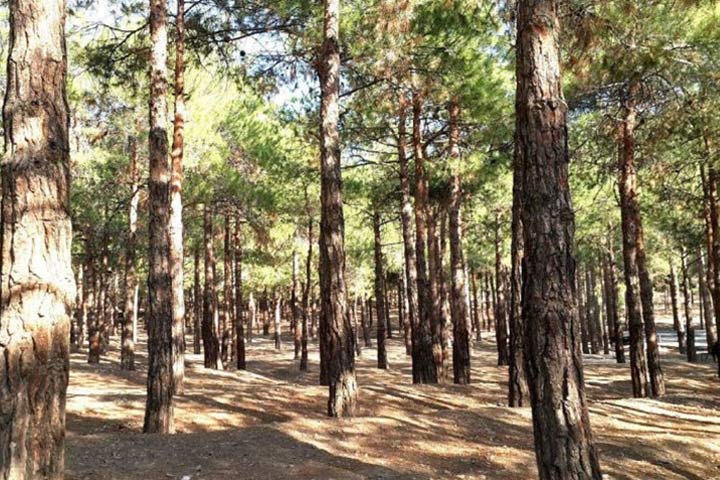 Chitgar Forest Park - Tehran Forest Parks