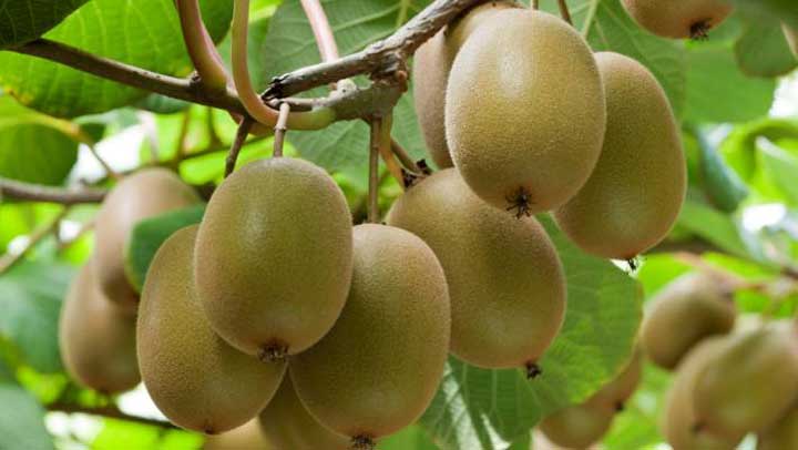 میوه های استوایی - کیوی