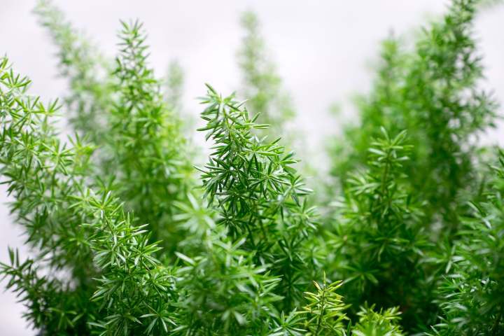 گیاه آسپاراگوس فرن (Asparagus Fern): زیبایی آویزان شاخه‌ها و نگهداری آسان