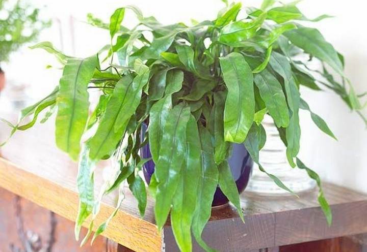گیاه زیبای پنجه خرس (Bear’s Paw Fern) با ویژگی‌های فراگیر- مجله اینترنتی رادین