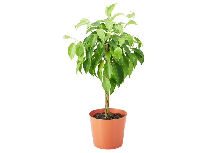 گیاه فیکوس بنجامین یا انجیر برگ‌ریز (Weeping Fig): زیبایی طبیعی در دکور خانه