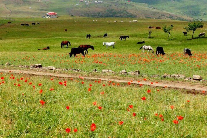 جاهای دیدنی تالش - شکردست