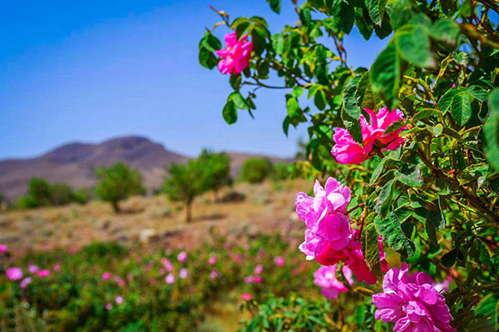Photo by Elena Chavoshi - Kejaroo