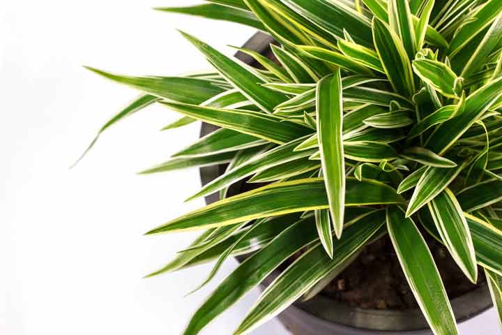 دراسینا درمنسیس یکی از گیاهان تصفیه کننده هوا