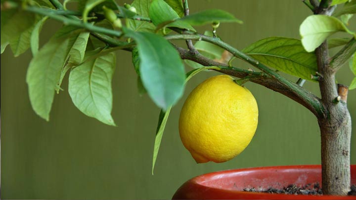 لیمو برای کاشت سبزی در گلدان