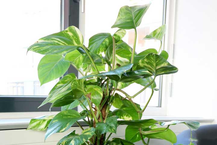 فیلودندرون یکی از گیاهان تصفیه کننده هوا