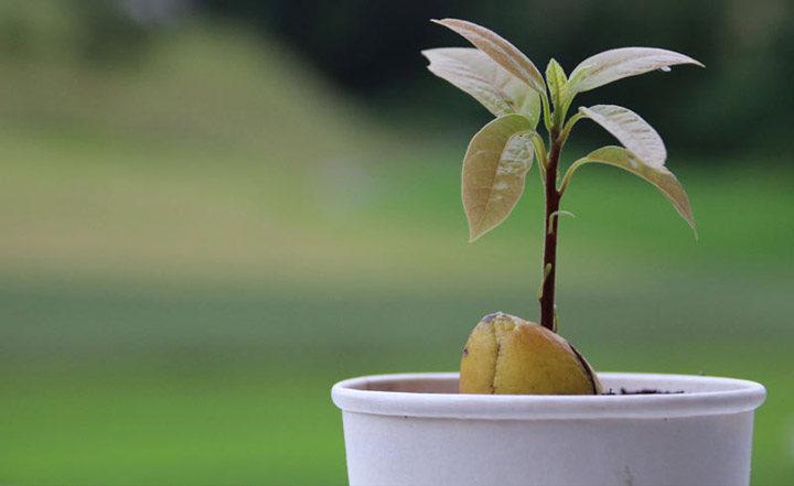 آووکادو برای کاشت سبزی در گلدان