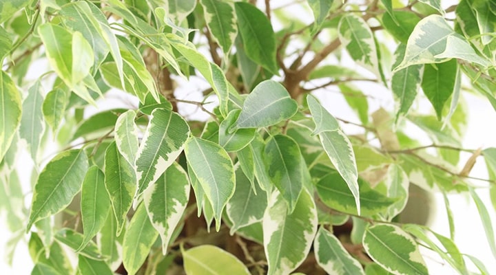 فیکوس بنجامین یکی از گیاهان تصفیه کننده هوا