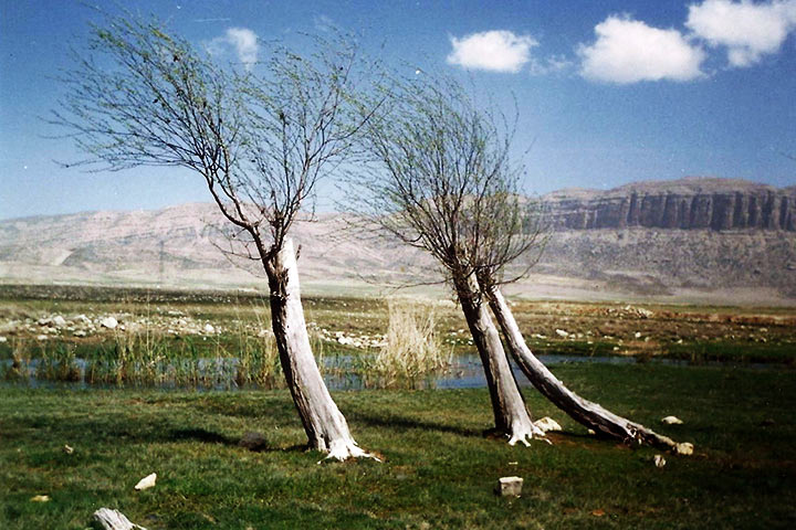 عکس از وحید بهادری