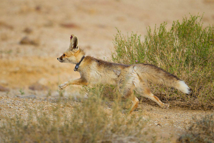 Animal cover of Marnjab desert