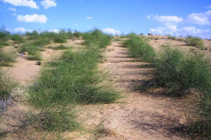Vegetation of Marnjab desert 
