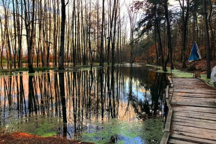 Saravan Rasht Forest Park - Photo by Amin Alian