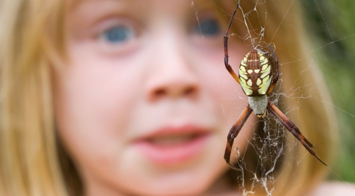 رایج ترین فوبیاهای دنیا - عنکبوت هراسی یا آراکنوفوبیا