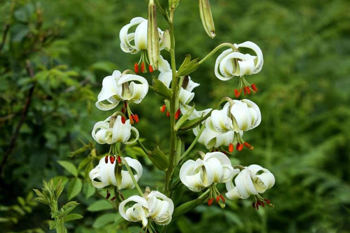 Lily of the valley is one of the beautiful plants of Loonak waterfall