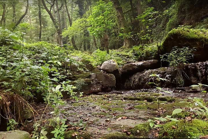 Vegetation of Loonak waterfall in Gilan - Photo by Shervin Tadayon