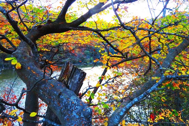Photo by Karim Haghighat - Autumn of Shurmest Lake