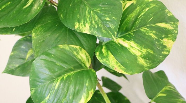 فیلودندرون یکی از بهترین گیاهان برای محل کار