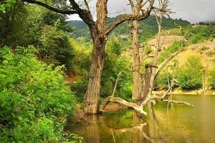فضای جنگلی اطراف دریاچه شورمست سوادکوه