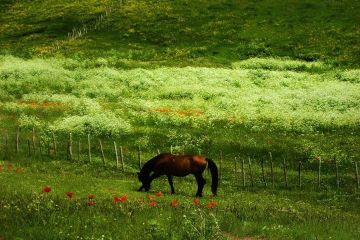 Horseback riding around Lake Noor