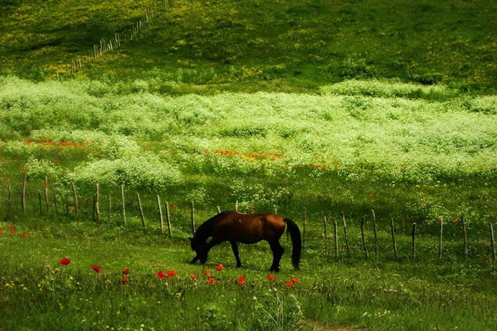 اسب‌سواری در اطراف دریاچه نئور