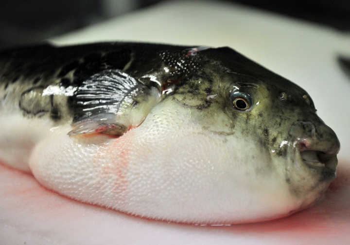 ماهی بادکنکی-خطرناک ترین حیوانات دنیا