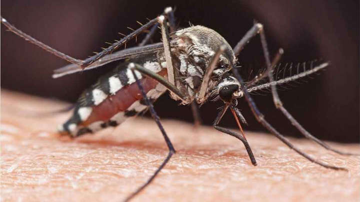 پشه‌ها-خطرناک ترین حیوانات دنیا