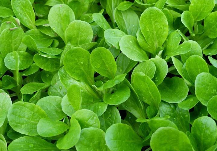 آخر تابستان چه سبزیجاتی بکاریم؟ - یکی از سبزیجات مناسب برای کاشتن در این فصل ماچه است.