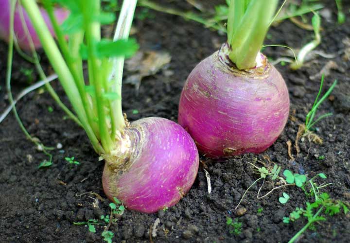 آخر تابستان چه سبزیجاتی بکاریم؟ - یکی از سبزیجات مناسب برای کاشتن در این فصل شلغم است.