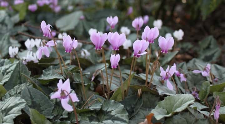 Cyclamen-Hederifolium-pink-purpl.jpg