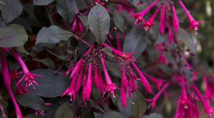 Fuchsia.jpg