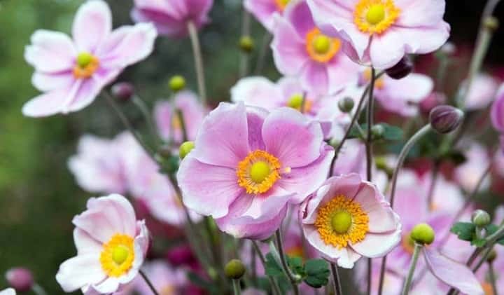 Japanese-Anemone.jpg