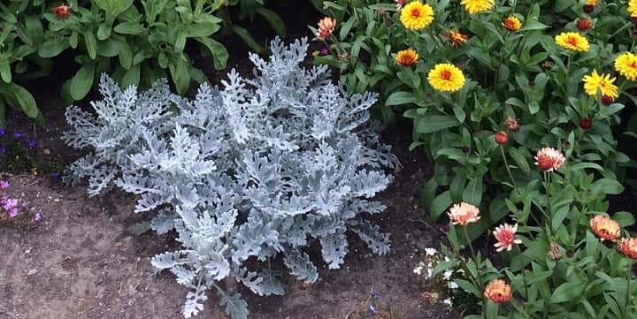 dusty-miller.jpg