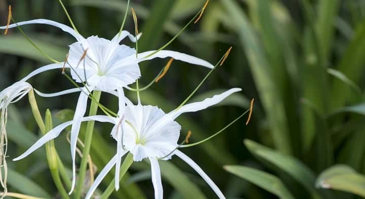 سوسن عنکبوتی از گیاهان پاییزی - زیباترین گل های پاییزی