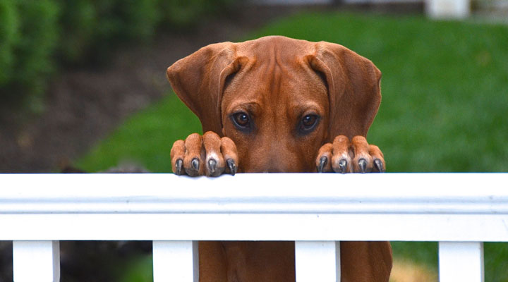 ترس از سگ - اجتناب