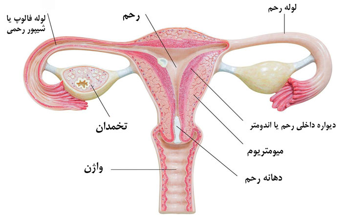 نکاتی در مورد اولین قاعدگی دخترها - چرخه قاعدگی 
