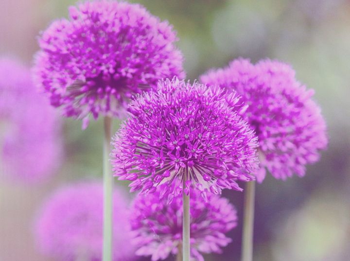 گل آلیوم برای آماده سازی باغچه برای بهار