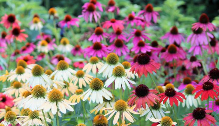 سرخارگل برای آماده سازی باغچه برای بهار