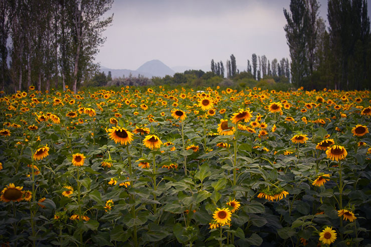 Rule of Thirds - photo by Zahra Farajasri