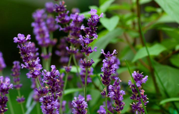 اسطوخودوس برای آماده سازی باغچه برای بهار