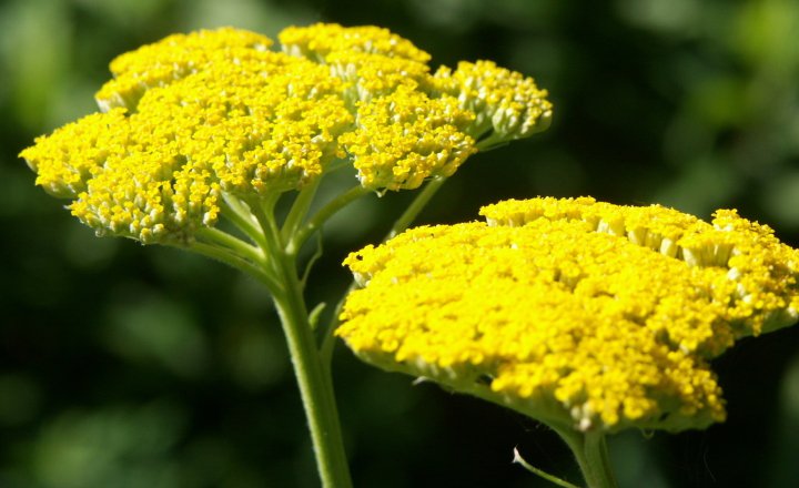 بومادران برای آماده سازی باغچه برای بهار