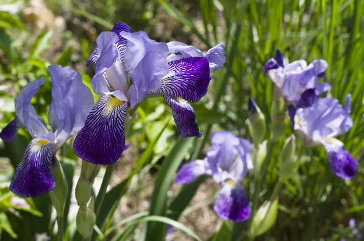 زنبق از زیباترین گلهای تابستانی