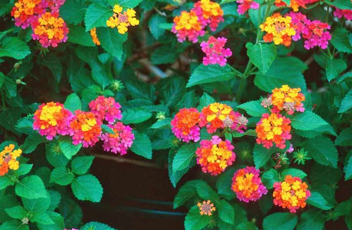 گلهای تابستانی؛ ۴۶ گل باغچه‌ای زیبا و رنگارنگ برای فصل تابستان - مجله imdb