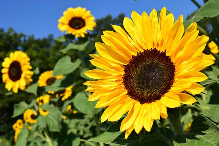 آفتاب گردان از معروف‌ترین گلهای تابستانی