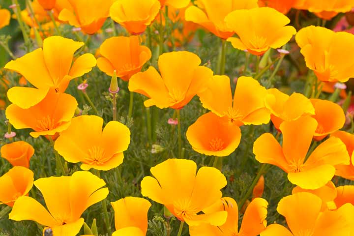 یکی از انواع گلهای تابستانی شقایق کالیفرنیایی