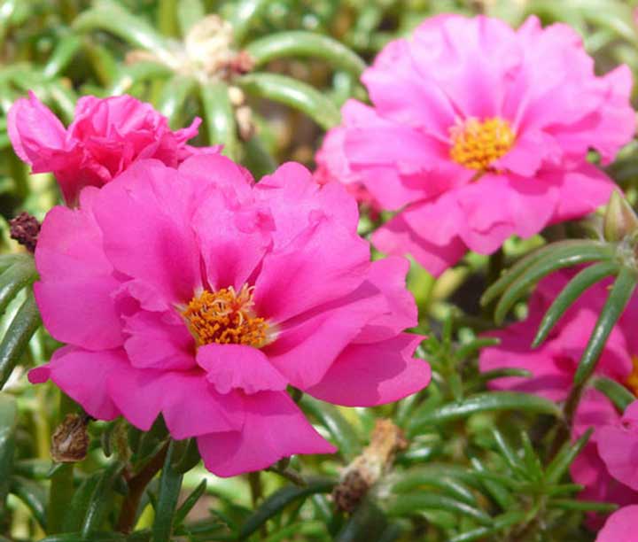 رز موس به عنوان یکی از گلهای تابستانی